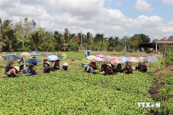 Vừa rồi hạn mặn như thế mà ở Tiền Giang, nông dân trồng rau kiểu gì vẫn tốt um, thu 300 triệu/ha?- Ảnh 1.